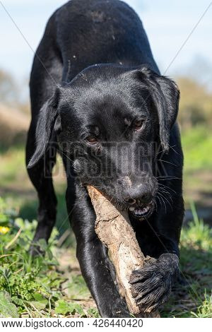 Portrait Of A Black Labrador Puppy Playing With A Stick