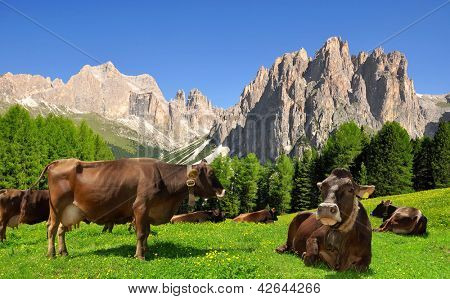 La mucca nel prato.Sullo sfondo del Rosengarten - Italy Alps
