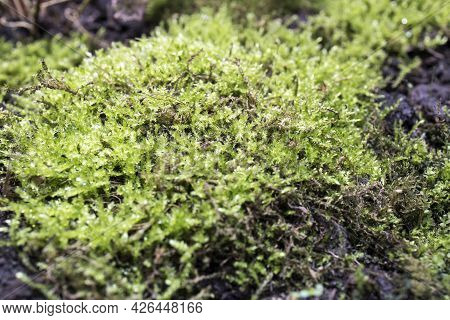 Micranthemum Sp.