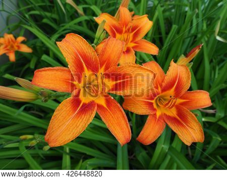 Hemerocallis lilenik is a genus of plants of the Lilaynikov family Asphodelaceae. Beautiful orange l