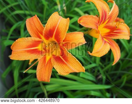 Hemerocallis lilenik is a genus of plants of the Lilaynikov family Asphodelaceae. Beautiful orange l
