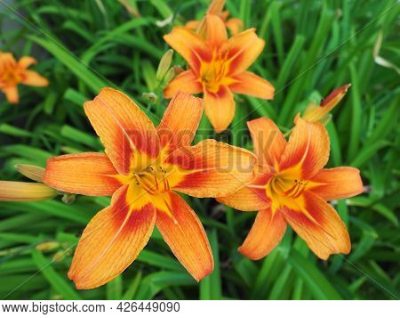 Hemerocallis lilenik is a genus of plants of the Lilaynikov family Asphodelaceae. Beautiful orange l