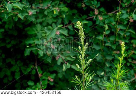 Wormwood Stem On Natural Plant Blurred Background