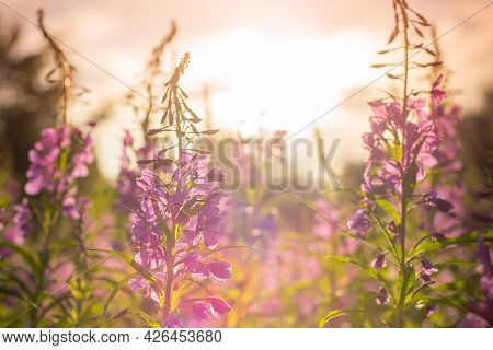 Willow Herb Ivan Tea In The Warm Summer Light