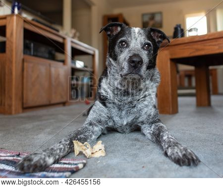 Mixed Breed Pit Bull Family Pet Dog Lying On The Carpet Floor At Home With Alert Eyes And Ears Looki