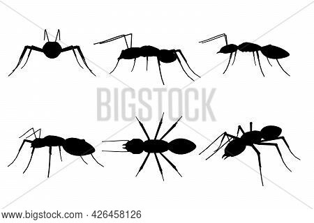 Set With Silhouettes Of Ant In Different Positions Isolated On White Background. Vector Illustration