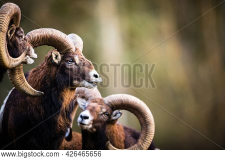Big Mufflon Bucks, standing in their habitatm european forest