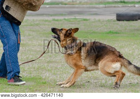 Guard Dog Training. Step 2. Figurant And German Shepherd Dog. Pet Attacks  Person In Special Protect