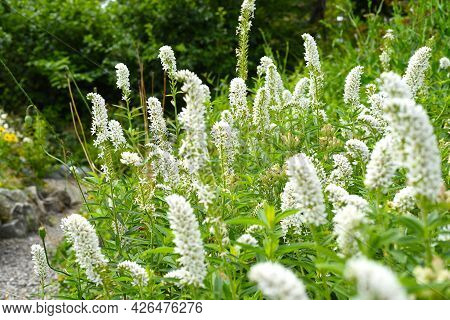Volzhanka Flowers (aruncus Parvulus) Growing In Primorsky Region, Russia. Red Book Plant