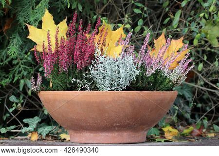 Heather And Leucophyta Growing In A Flower Pot. Yellow And Orange Autumn Leaves In The Background. P