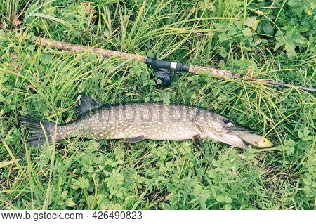 Pike And Spinning Rod With Baitcasting Reel On Grass. Esox Lucius