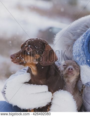 Unrecognizable Person With Small Tiny Daschund Dog Puppy And Miniature Pinscher While Snow Is Snowin
