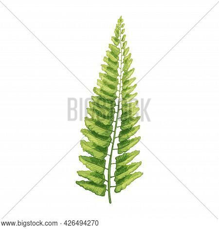 Green Fresh Fern Leaf. Vintage Vector Hatching Color Hand Drawn Illustration Isolated On White Backg