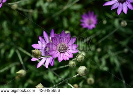 Purple Flower Of Annual Everlasting Or Immortelle, Xeranthemum Annuum, Macro, Selective Focus