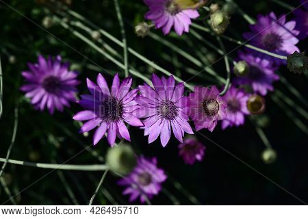 Purple Flower Of Annual Everlasting Or Immortelle, Xeranthemum Annuum, Macro, Selective Focus