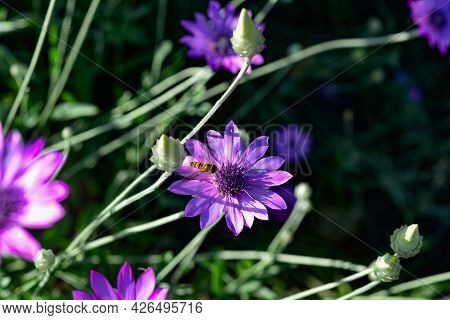 Purple Flower Of Annual Everlasting Or Immortelle, Xeranthemum Annuum, Macro, Selective Focus