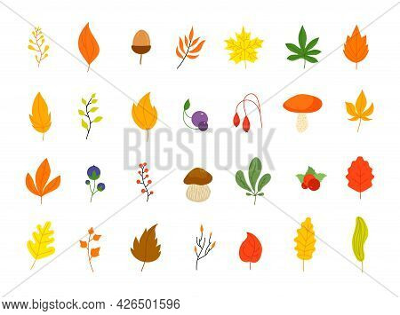 Flat Autumn Forest Elements. Leaves Berries Icons, Graphic Leaf. Oak Marple Foliage. Acorn And Rowan