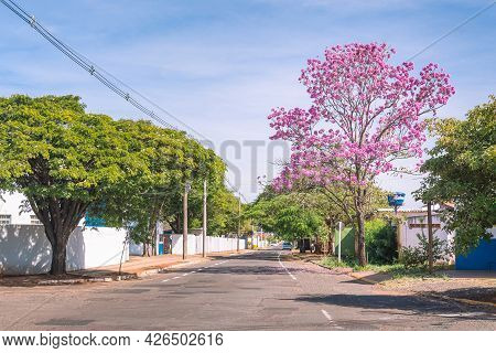 Urban View Of A Neighborhood Street Of A Brazilian City. Residences, Big Pink Ipe Tree On The Sidewa