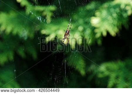 The Spider Sits In A Web And Waits For Its Prey. Spider Build A Web To Trap Different Insects.