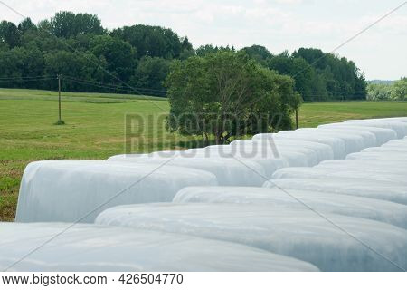 Farm Field With Hay Bales Making For Livestock And Packed In White Plastic For Storage