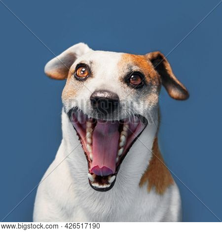 Dog shouting at blue background. Pets portrait studio shot Jack russell terier