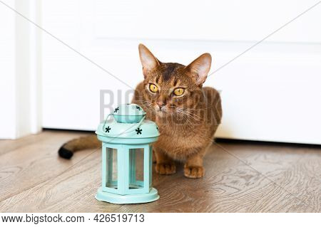 Young Purebred Abyssinian Cat Wild Color. Sitting On The Wooden Floor Next To Blue Flashlight. Close