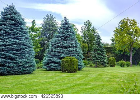 Coniferous Trees On A Meadow With A Lawn And A Trimmed Bush In A Park With Deciduous And Pine Trees,