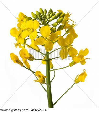 Yellow Wallflowers Isolated On A White Background