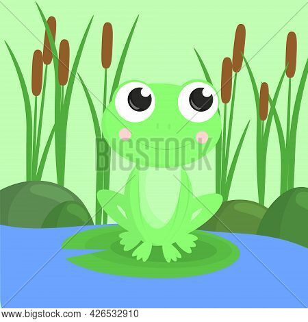 Cute Frog On The Background Of A Pond Or Swamp