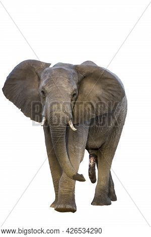 African Bush Elephant Front View Isolated In White Background In Kruger National Park, South Africa 