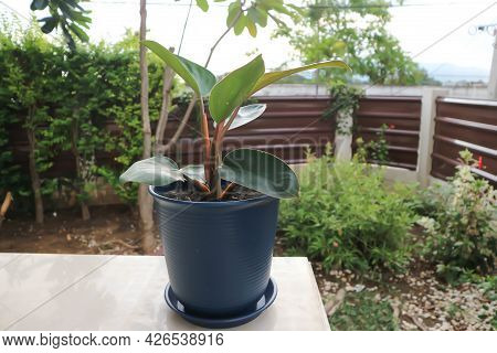 Philodendron Rojo Congo, Philodendron Red Congo Or Philodendron Or Philo