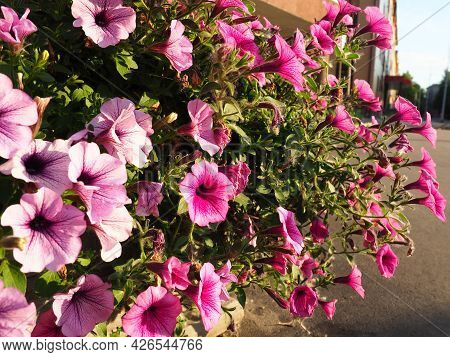 Pink and purple petunias on the flowerbed. Lush flowering of summer flowers. Petunia or Petunia is a