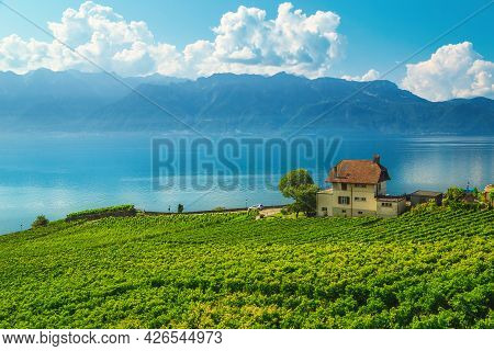 Fantastic Place And Gardens With Vineyards On The Shore Of The Lake Geneva, Rivaz, Canton Of Vaud, S