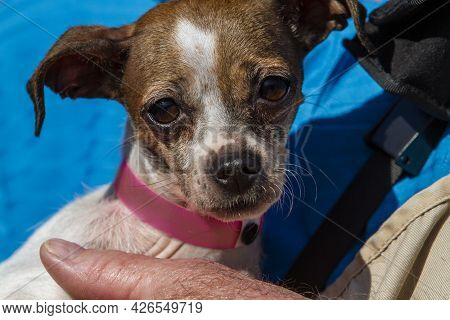 Older Mixed Chihuahua Terrier Dog In The Arms Of A Trainer And Caretaker At A Dog Resue Facility