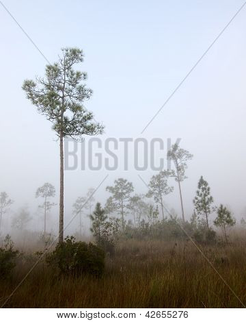 Vroege ochtend mist landschap