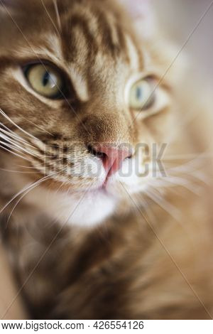 Red Maine Coon Cat. Closed Up Of Domestic Big Mainecoon Kitten