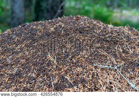 Anthill With Many Ants On The Surface