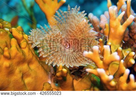 The Feather Duster Sea Worm Sabellidae, Red Sea Egypt