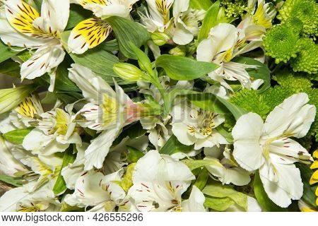 White Bright, Alstroemeria Of Asteraceae Family Or Peruvian Lily In Bulk