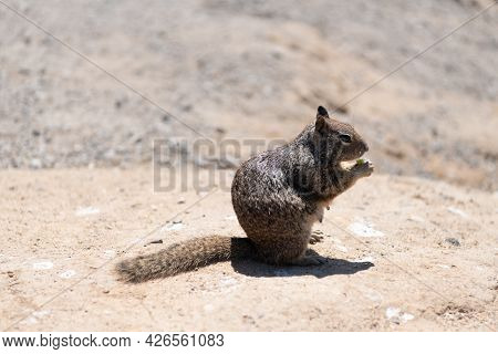 Fluffy Squirrel Rodent Omnivorous Animal Eat Sitting On Ground, Ground-squirrel