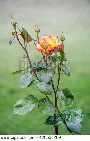 Sheilas Perfume Floribunda Rose Blossoms In Summer. Close View.