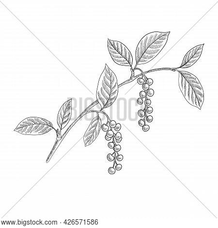 Vector Drawing Branch Of Bird Cherry Tree With Berries And Leaves, Hand Drawn Vintage Illustration
