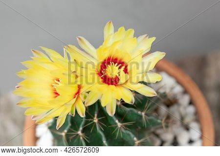 A Cactus And Yellow Flower In A Pot With Nature Bokeh Background. Echinofossulocactus Phyllacanthus 