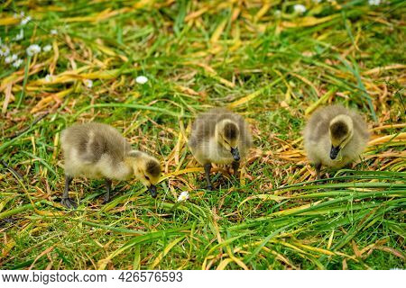 Canada goose goslings on grass