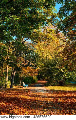 Golden autumn fall October in famous Munich relax place - Englishgarten with people pedestrians and cyclists . English garden with fallen leaves and golden sunlight. Munchen, Bavaria, Germany