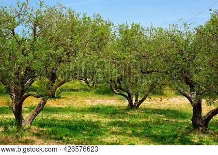 Olive trees (Olea europaea) grove in Crete, Greece for olive oil production. Horizontal camera pan