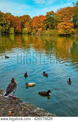 Ducks in a lake in Munich English garden Englischer garten park. Autumn colours on trees and leaves reflecting in water. Munchen, Bavaria, Germany