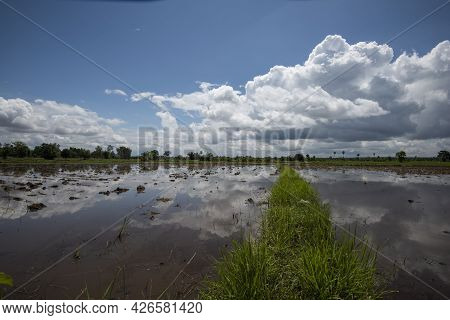 Rice Fields Filling With Water After Tropical Storm Showing Higher Walkways Built To Alow Farmers To