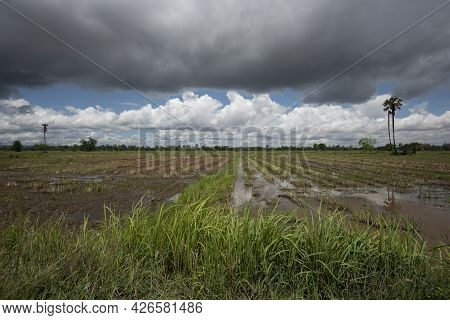 Rice Fields Filling With Water After Tropical Storm Showing Higher Walkways Built To Alow Farmers To