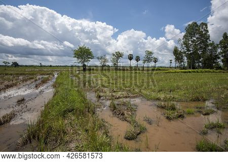 Rice Fields Filling With Water After Tropical Storm Showing Higher Walkways Built To Alow Farmers To